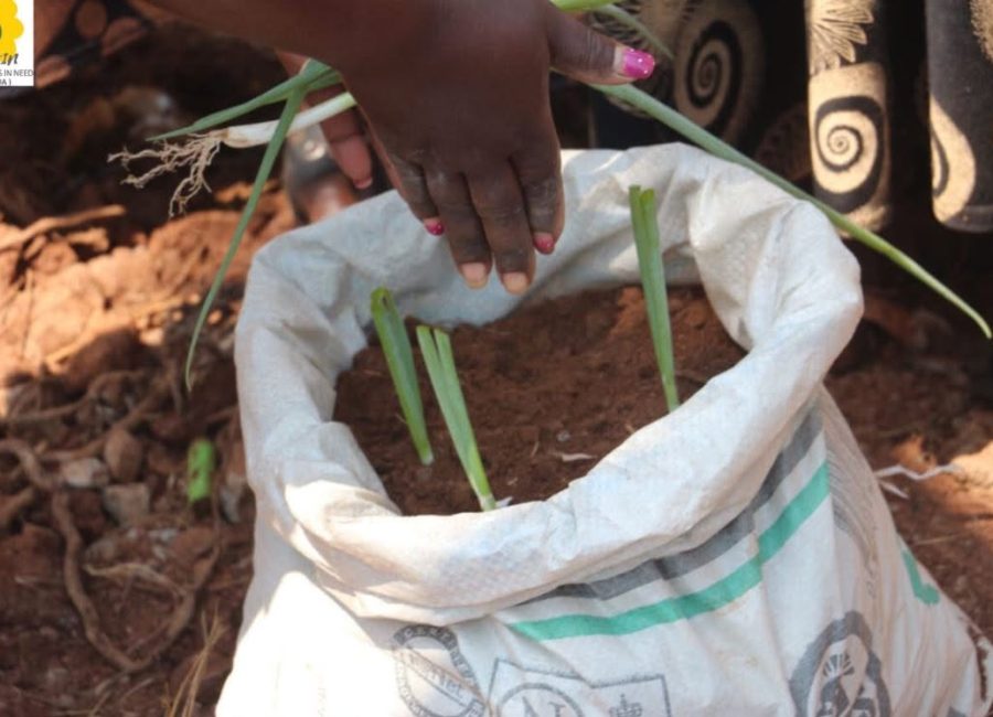 Afrikin in Buikwe, Oeganda: vorming & aanleg van een modeltuin! 735393847_1027074036370949_3898665913476870562_n