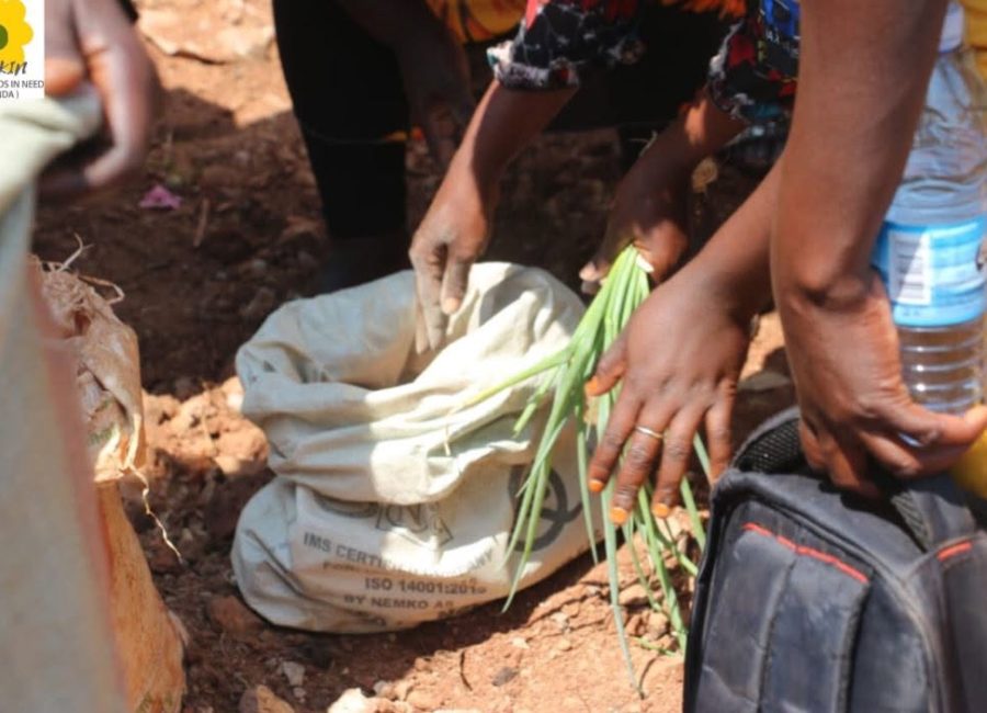 Afrikin in Buikwe, Oeganda: vorming & aanleg van een modeltuin! 736260620_1027074069704279_7075398027657532293_n